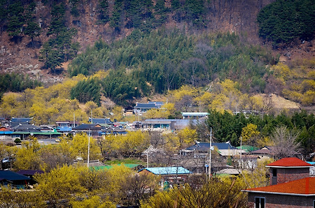 구례 산수유 마을의 노오란 풍경~