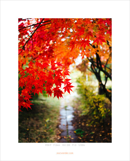 [PEN-F] 비 오는 가을날 단풍 산책