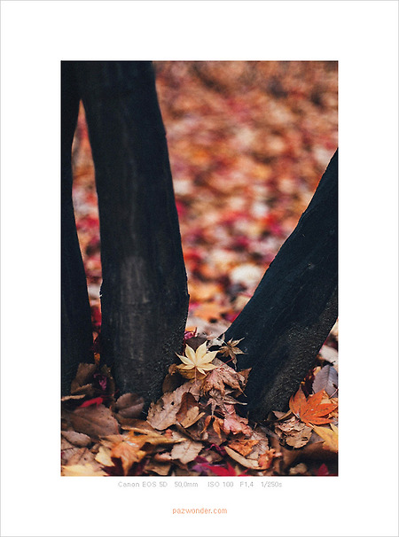 [Canon 5D] 흐린 가을날, 양재시민의 숲