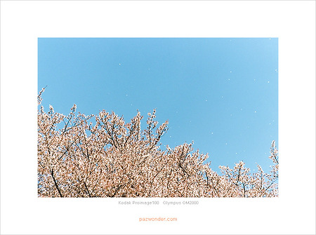 [Kodak Proimage100][OM2000] 벚꽃