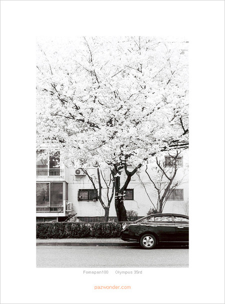 [FOMAPAN100][Olympus35rd] 봄, 벚꽃