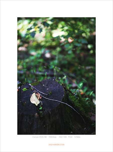 [5D] 낙엽