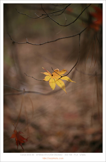 [Canon 5D] 지난 가을