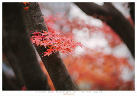 [Canon 5D] 가을 스모그