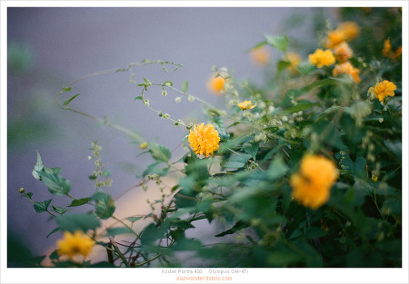 (필름사진) 한 롤 이야기 (Kodak Portra 400)(Olympus OM-4Ti)