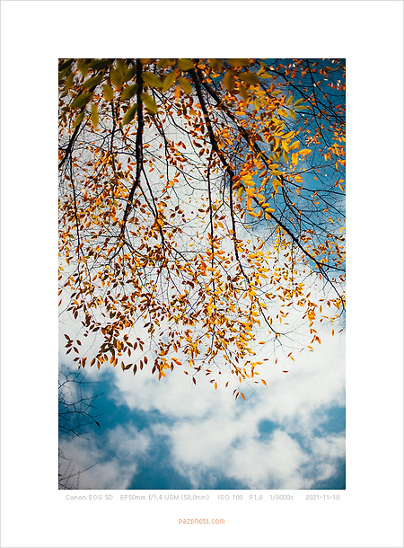 [Canon 5D] 비 온 뒤 가을, 추웠다.