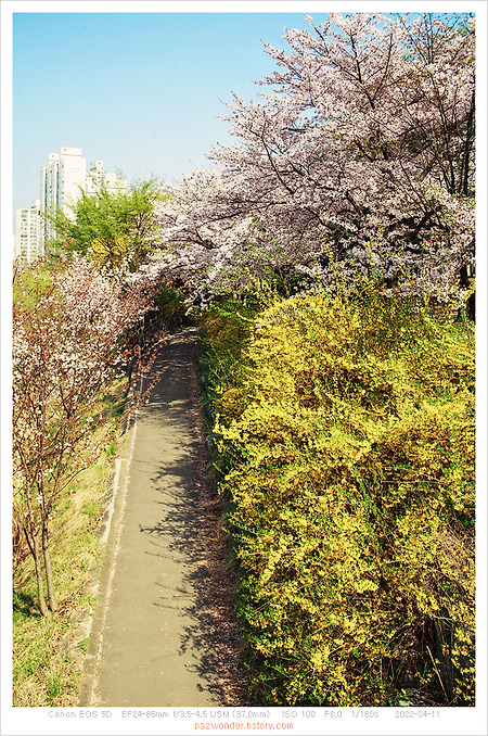 [Canon 5D] 학의천, 봄날 산책