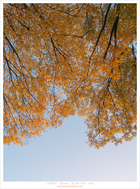 가을, 단풍의 계절 (Olympus C-7070wz)