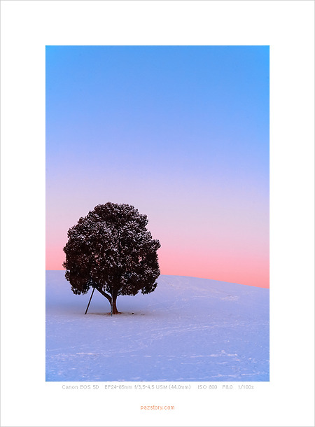 나홀로 출사, 나홀로 나무 (Canon 5D)