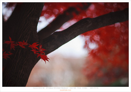 [Canon 5D] 져 가는 가을, 야간 사진까지