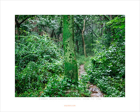 숲 (올림푸스 E-M5 MarkII)