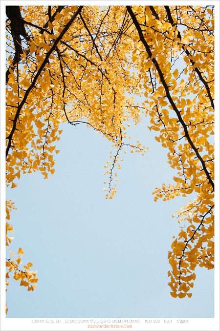 가을 (Canon 5D)