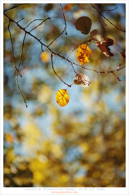 가을이 오는 풍경 (캐논 5D)