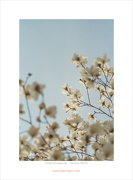 봄날 목련꽃 (Kodak Proimage 100)