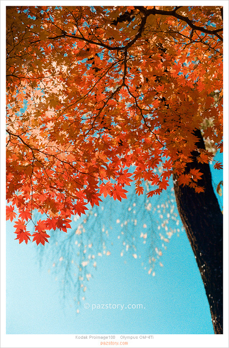 필름사진으로 가을을 담는 것