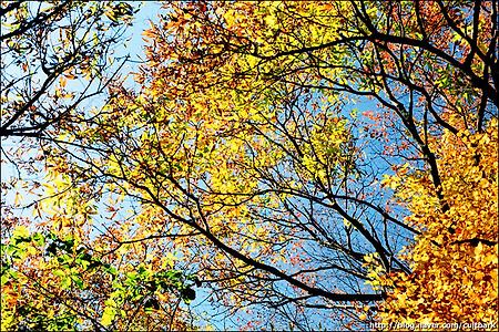 [Kodak Portra 160vc] Autumn Color
