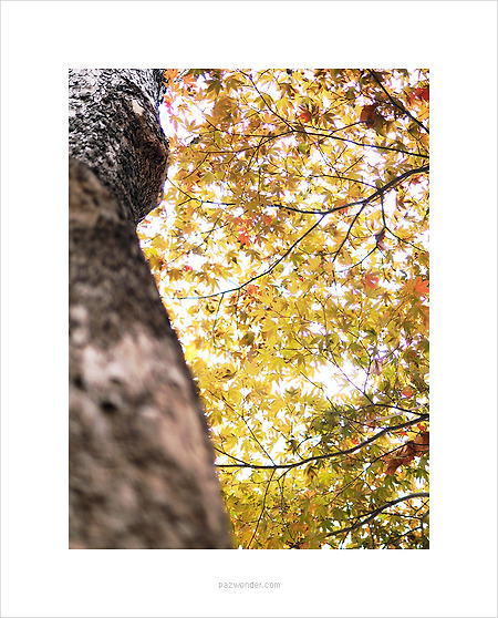 [PEN-F] 흐린 가을날의 산책