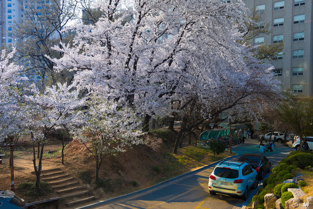 경희대학교 국제캠퍼스 벚꽃놀이~