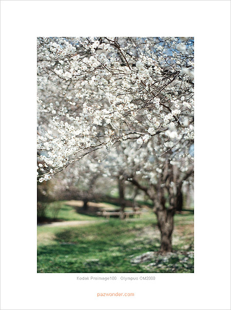 [Kodak Proimage100][Olympus OM2000] 과천대공원 봄날의 산책 PART2
