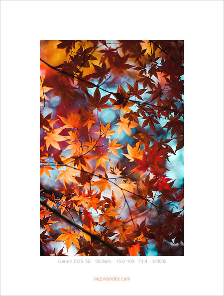 [Canon 5D] 가을 단풍
