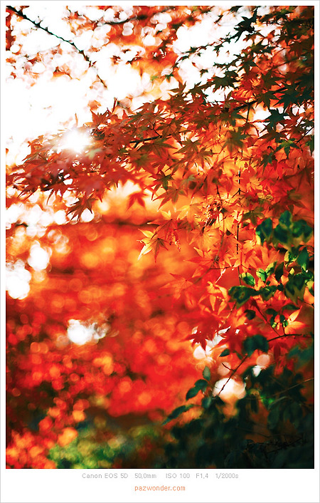 [Canon 5D] 가을이었다