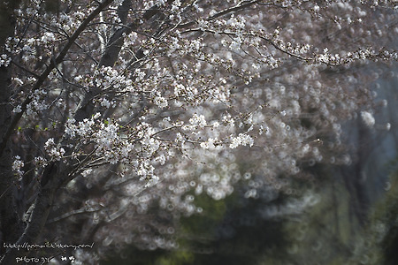선동 산책길에서 만난 봄꽃들