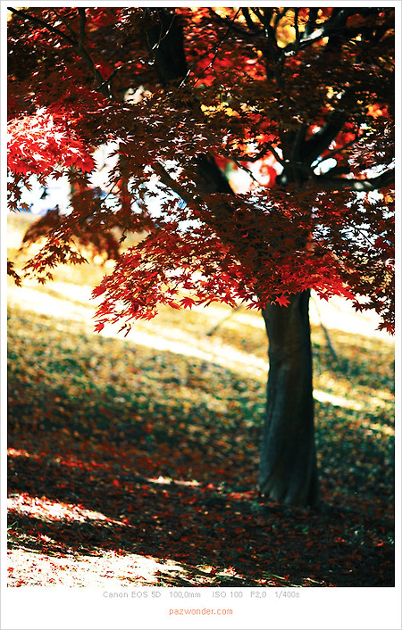 [Canon 5D] 가을 아래서