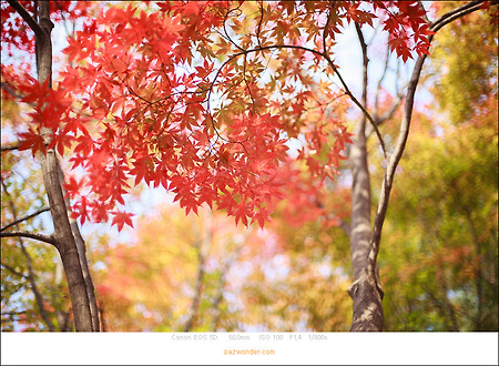 [5D] 가을 단풍 산책