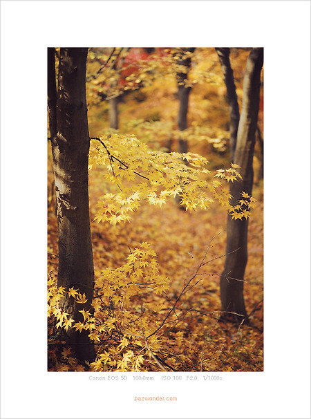 [Canon 5D] 노란 가을빛
