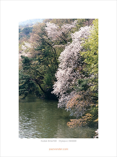 [Kodak Ektar100][Olympus OM2000] 과천대공원 봄날의 산책 PART1