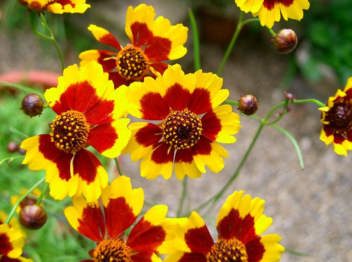 기생초 (Coreopsis tinctoria)