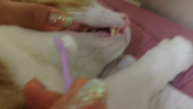  고양이 양치질 시키는 방법?