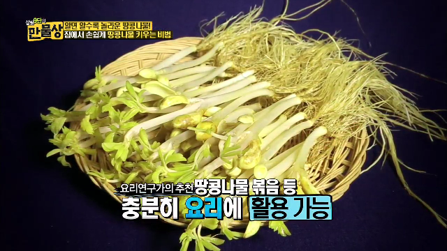 땅콩나물의 정체는?