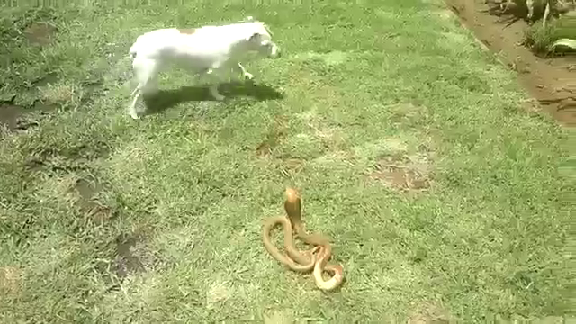  코브라 잡는 개