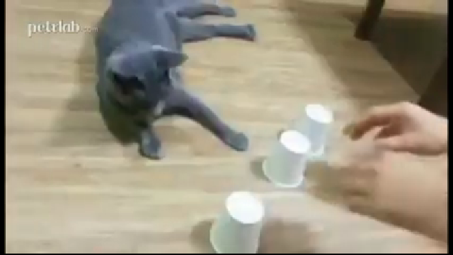  야바위에 능통한 고양이