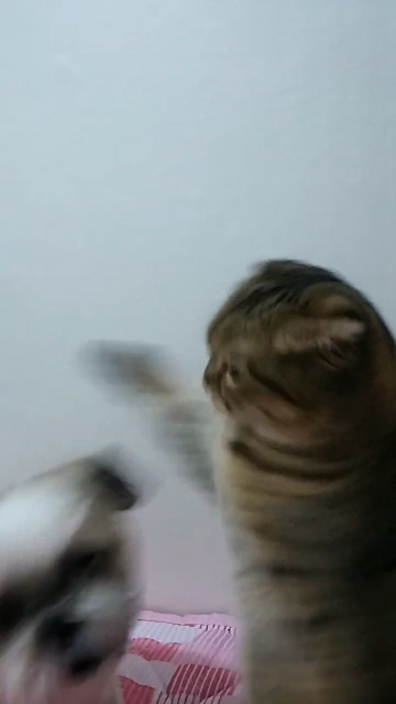  강아지와 고양이의 곁투