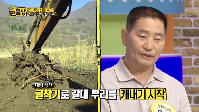 ‘땅 속의 보약’ 갈대 뿌리로 뇌경색복을?