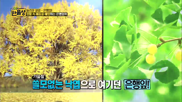 생활 속 해충을 예방하는 은행잎 활용법