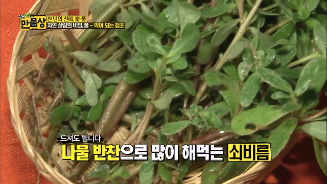 ‘자연 살림의 비밀’풀-약이 되는 잡초
