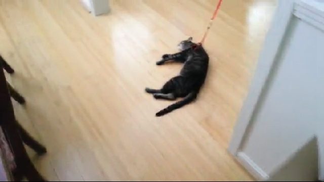  목줄에 반응 없는 고양이