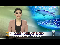 '바다의 로또' 고래상어, 제주서 잡혔다