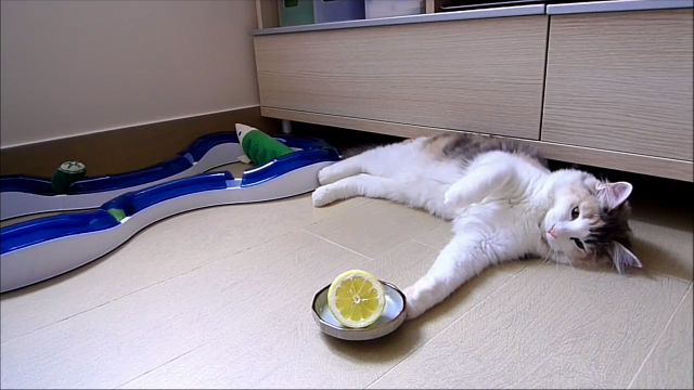  레몬이 진짜로 싫었던 고양이