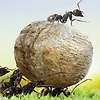 지구상에 있는 개미는 모두 몇마리?
