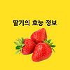 딸기 효능 보관 방법