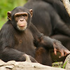 침팬지가 곤충을 "바르는 약"으로 사용해 동료를 치료한다?