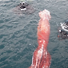 '대왕오징어'의 소름돋게 거대한 크기와 그 특징들
