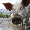돼지 울음소리로 92%의 정확도로 속마음을 알 수 있다?