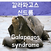 갈라파고스 신드롬 (Galapagos syndrome)