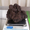 무게 1.5kg, 세계 최고의 송로 버섯 농부가 발견