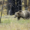 곰의 습격으로 미국 옐로 스톤 국립공원 사망사고 발생